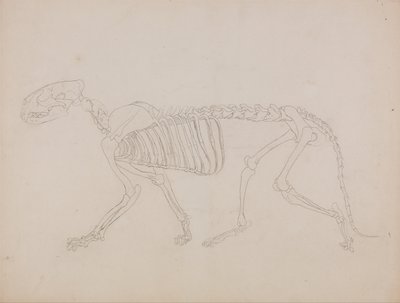 Vergleichende anatomische Darstellung der Struktur des menschlichen Körpers mit der eines Tigers und einer Kuh von George Stubbs